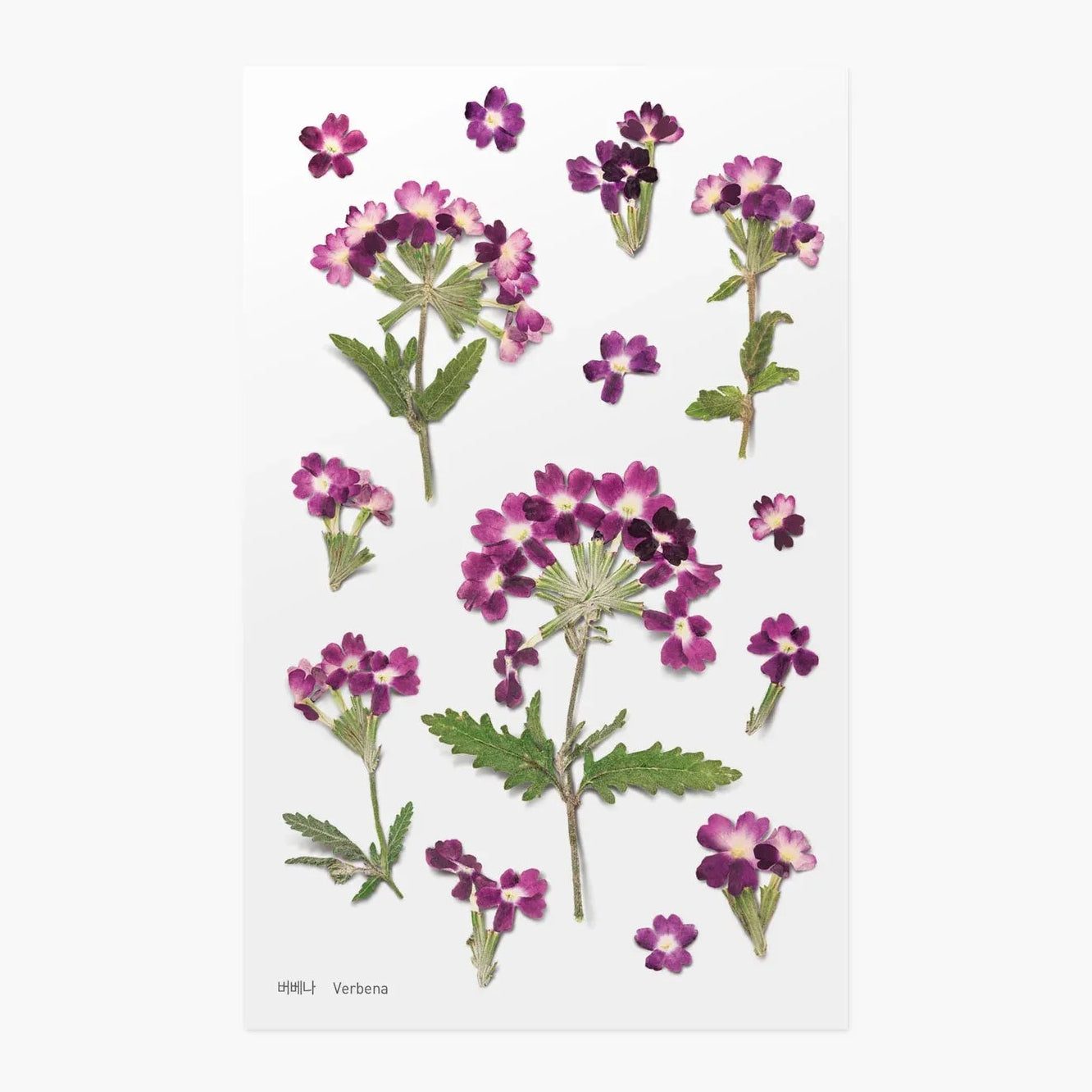 Pressed flowers with purple and pink blossoms on a white background