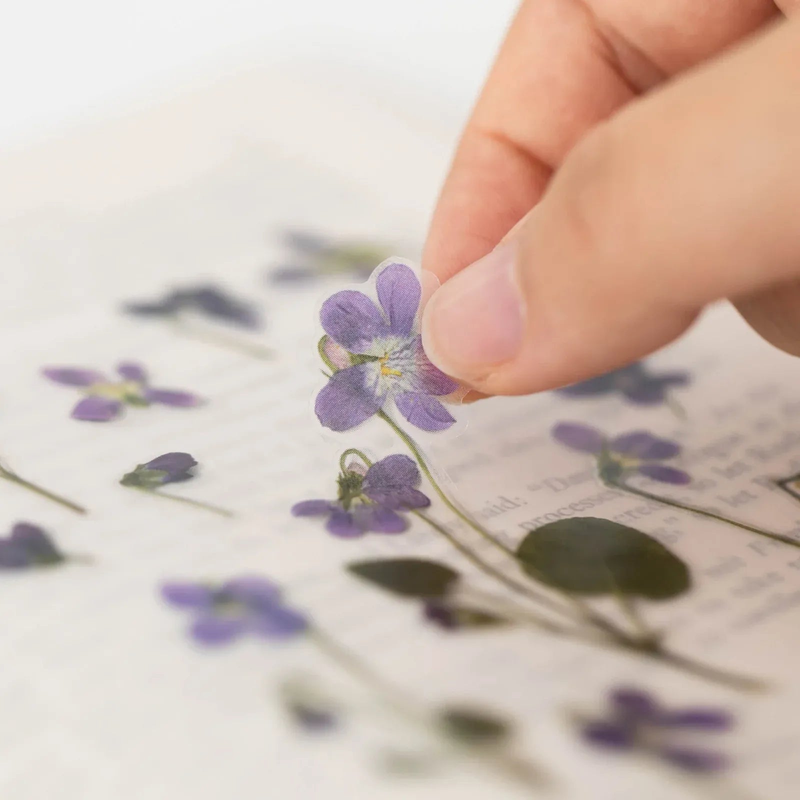 Violet Manchurian Pressed Flower Sticker Sheet
